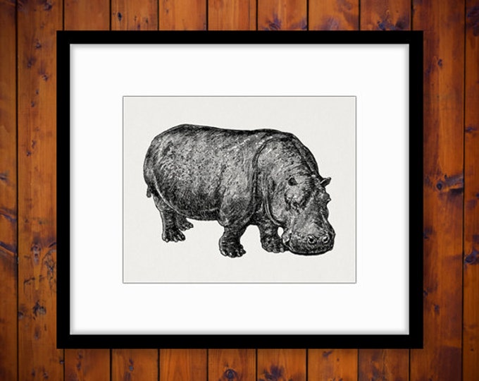 Hippo Image Graphic Printable Hippopotamus Digital Download Illustration Antique Clip Art Jpg Png Eps HQ 300dpi No.2582