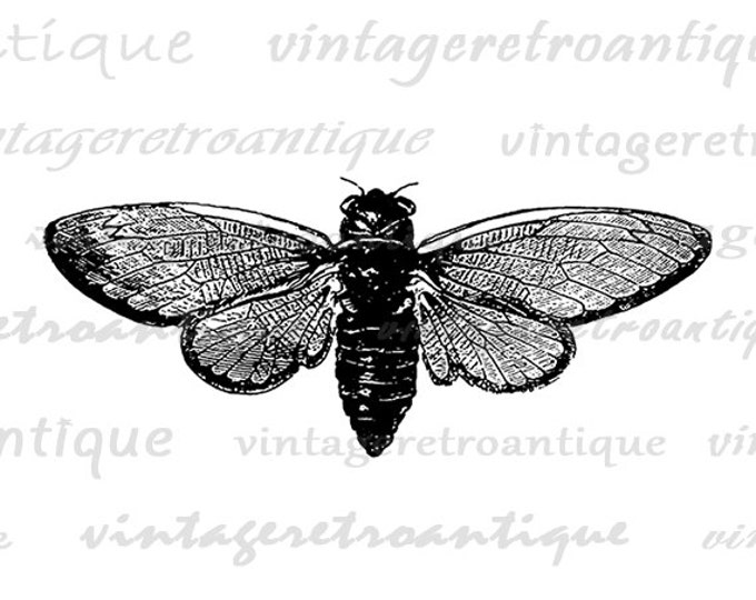 Cicada Insect Digital Image Download Illustration Graphic Printable Antique Clip Art Jpg Png Eps HQ 300dpi No.3412