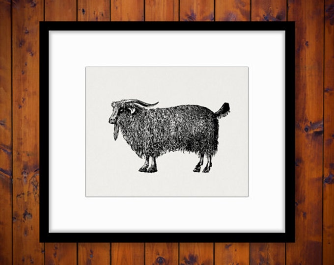 Digital Graphic Angora Goat Download Antique Image Printable for Transfers Pillows Tea Towels etc HQ 300dpi No.507