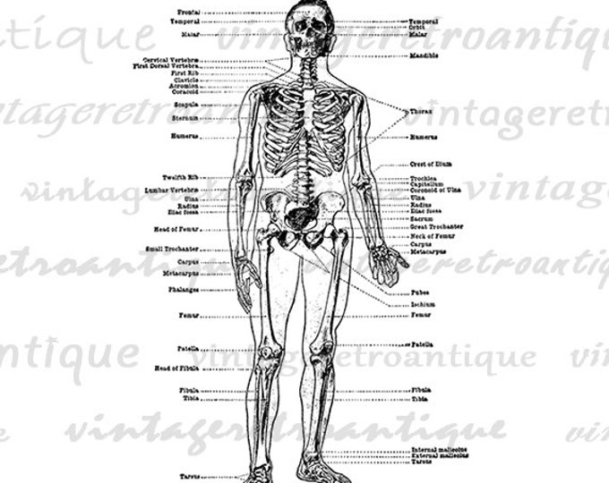 Skeleton Diagram Image Graphic Printable Digital Download Artwork Antique Clip Art Jpg Png Eps HQ 300dpi No.2275