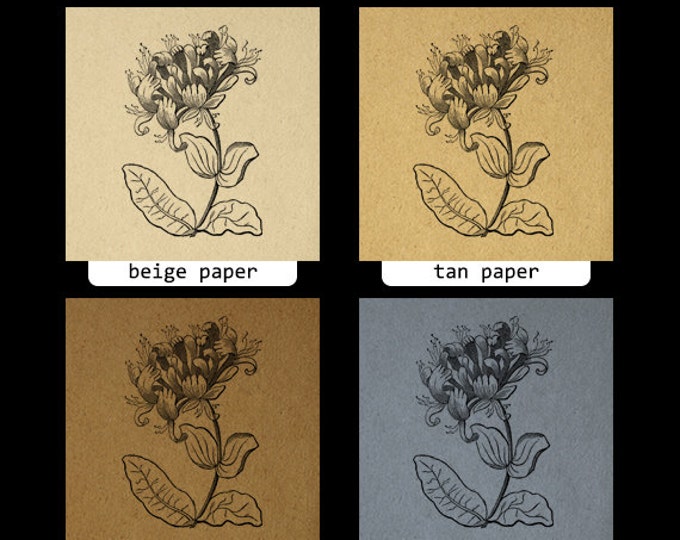 Printable Digital Elegant Flower Graphic Antique Image Download Vintage Clip Art Jpg Png Eps HQ 300dpi No.693