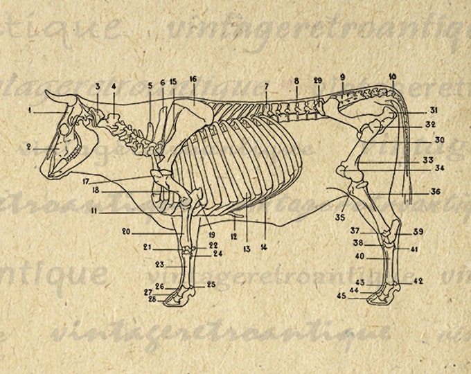 Cow Skeleton Diagram Printable Digital Graphic Download Image Illustration Vintage Clip Art for Transfers Printing etc HQ 300dpi No.1940