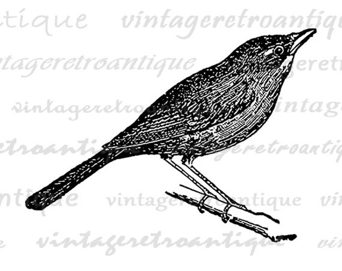 Nightingale Bird Graphic Digital Download Illustration Image Printable Antique Clip Art Jpg Png Eps HQ 300dpi No.3099