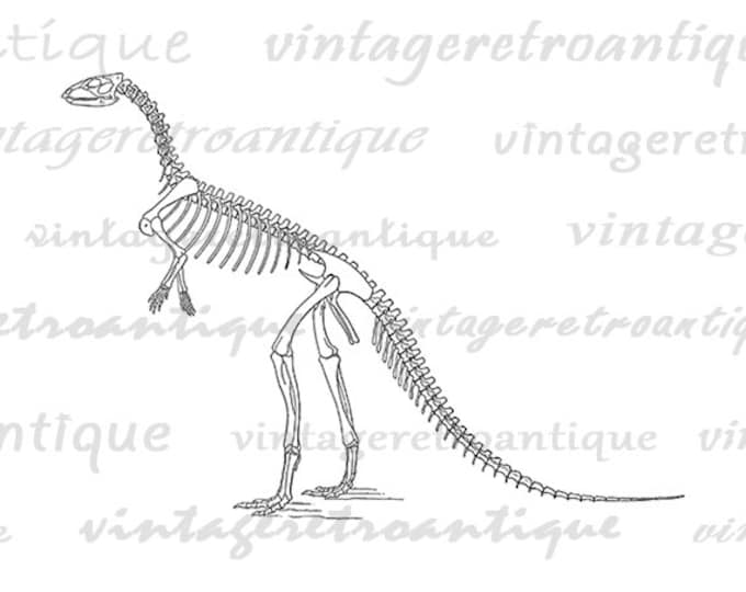 Digital Graphic Laosaurus Dinosaur Skeleton Download Printable Image Antique Clip Art Jpg Png Eps HQ 300dpi No.2214