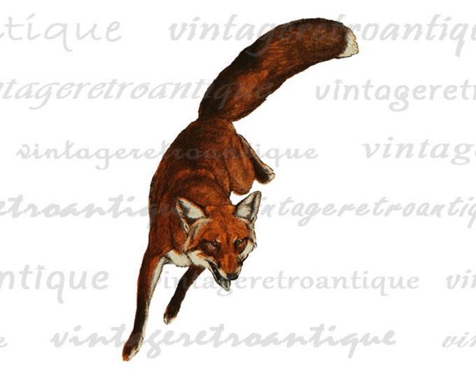 Digital Printable Fox Graphic Antique Color Image Download Vintage Clip Art HQ 300dpi No.294