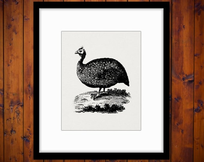 Digital Guinea Hen Antique Artwork Graphic Image Bird Download Printable Vintage Clip Art for Transfers etc HQ 300dpi No.938