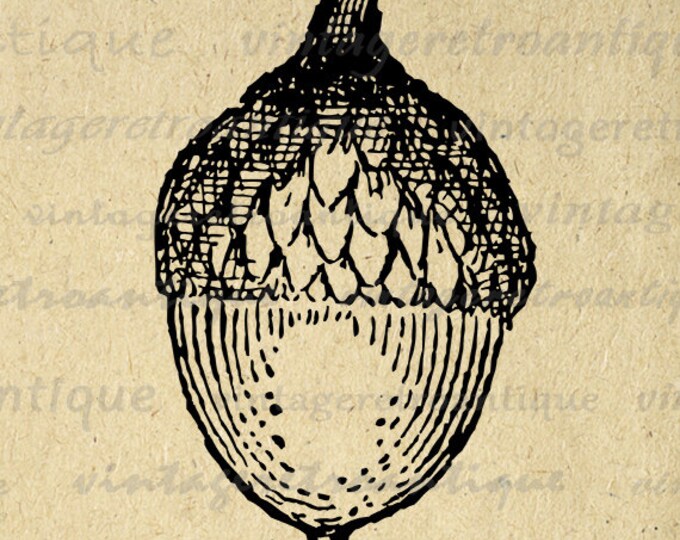 Digital Acorn Image Download Tree Nut Winter Printable Acorn Graphic Antique Clip Art for Transfers Making Prints etc HQ 300dpi No.4653