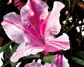 Autumn Twist Encore Azalea - Live Plant - Full Gallon pot