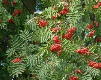 Zebrano Baum Blatt sdatec.com