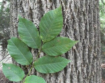 Zebrano Baum Blatt sdatec.com