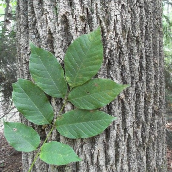 American White Ash Tree Seeds Fraxinus americana 25Seeds