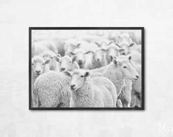 Sheep photography | Etsy