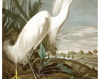 Vintage Audubon Snowy Heron Bird Print Giclee Art Poster Beach Vintage Audubon Snowy Heron Bird Print Giclee Art Poster Beach