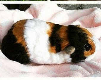 Needle Felt Guinea Pig- Lifesized tri colour. Pet portrait.