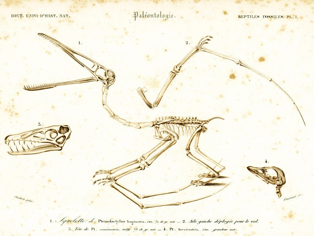 pterodactyl skeleton for sale