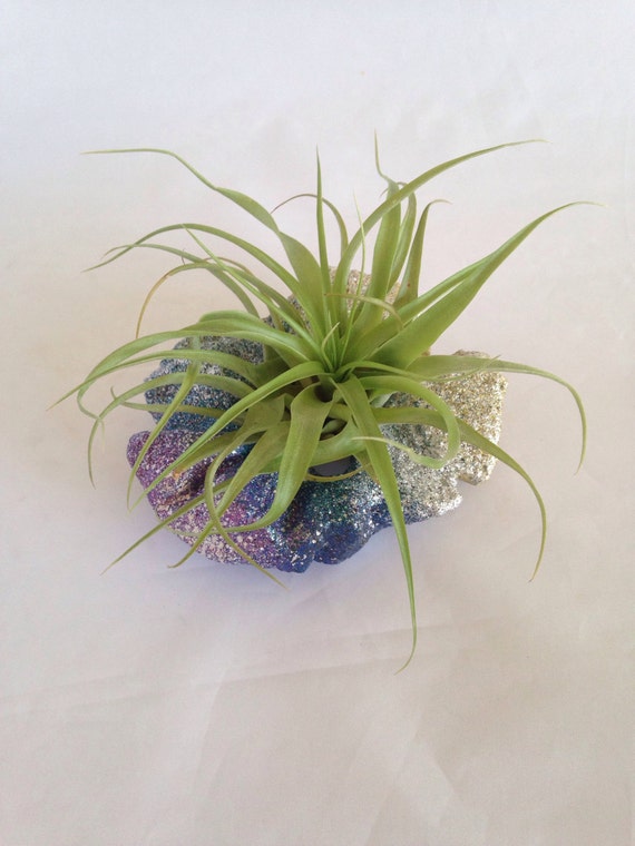 One of a kind Air Plant Arrangement by PennySparkleMagic