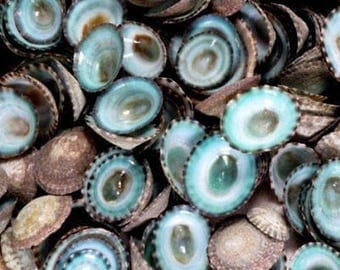 Green Blue Limpet Shells, bulk shells, beach decor, craft shells, shell jewelry, nautical decor, mosaic supply, terrarium supply, sea shells