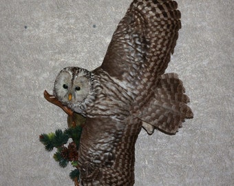 taxidermy stuffed owls for sale