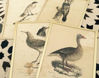Old engravings of birds.
