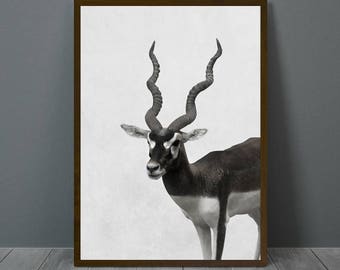 Antelope Skeleton Digital Print /Antique Illustration / Home