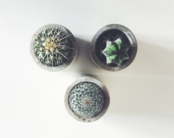 3 x Concrete Succulent / Cactus Planters / Handmade Plant Pots / For Air Plants