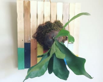 Staghorn fern mounted on paint stir sticks