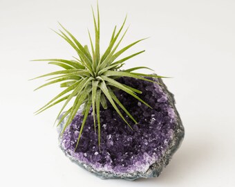 Gold Dipped Amethyst Crystal Air Plant, Mom Gift, Air Friend, Gold Desk Accessories, Boho Decor, Crystal Air Planter, Amethyst Crystal