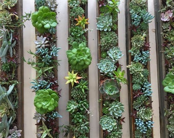 4"x32" Succulent planter Box