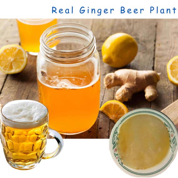 Ginger Beer Plant Culture Starter