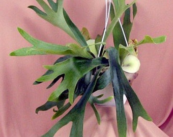 Staghorn Fern 6.5 Inch Hanging Plant (FREE SHIPPING)