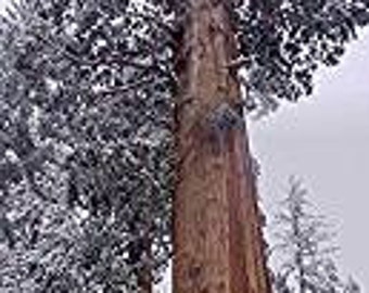 50 seeds giant Sequoia Sequoiadendron - giganteum-"giant tree