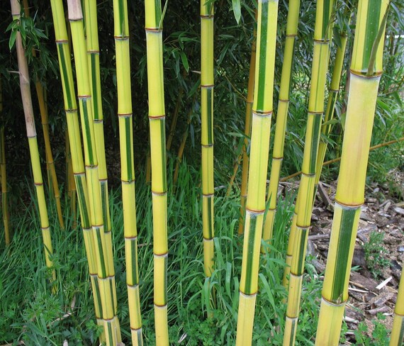 100 Yellow Golden Groove Bamboo Seeds Phyllostachys