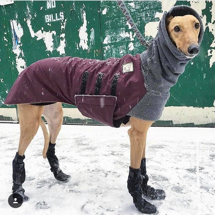 WHIPPET Winter Dog Coat Winter Coat Dog Coat Dog Clothing