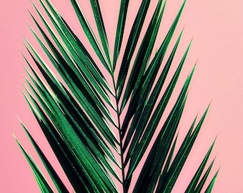 palm tree art print // photography // mid century california pastel art print - Pink Palm, original photograph art print