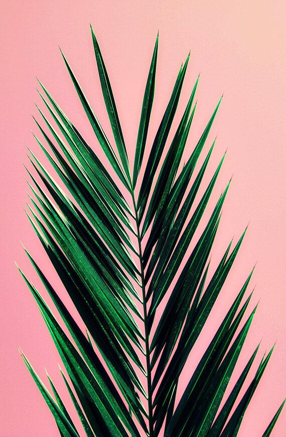 palm tree art print // photography // mid century california