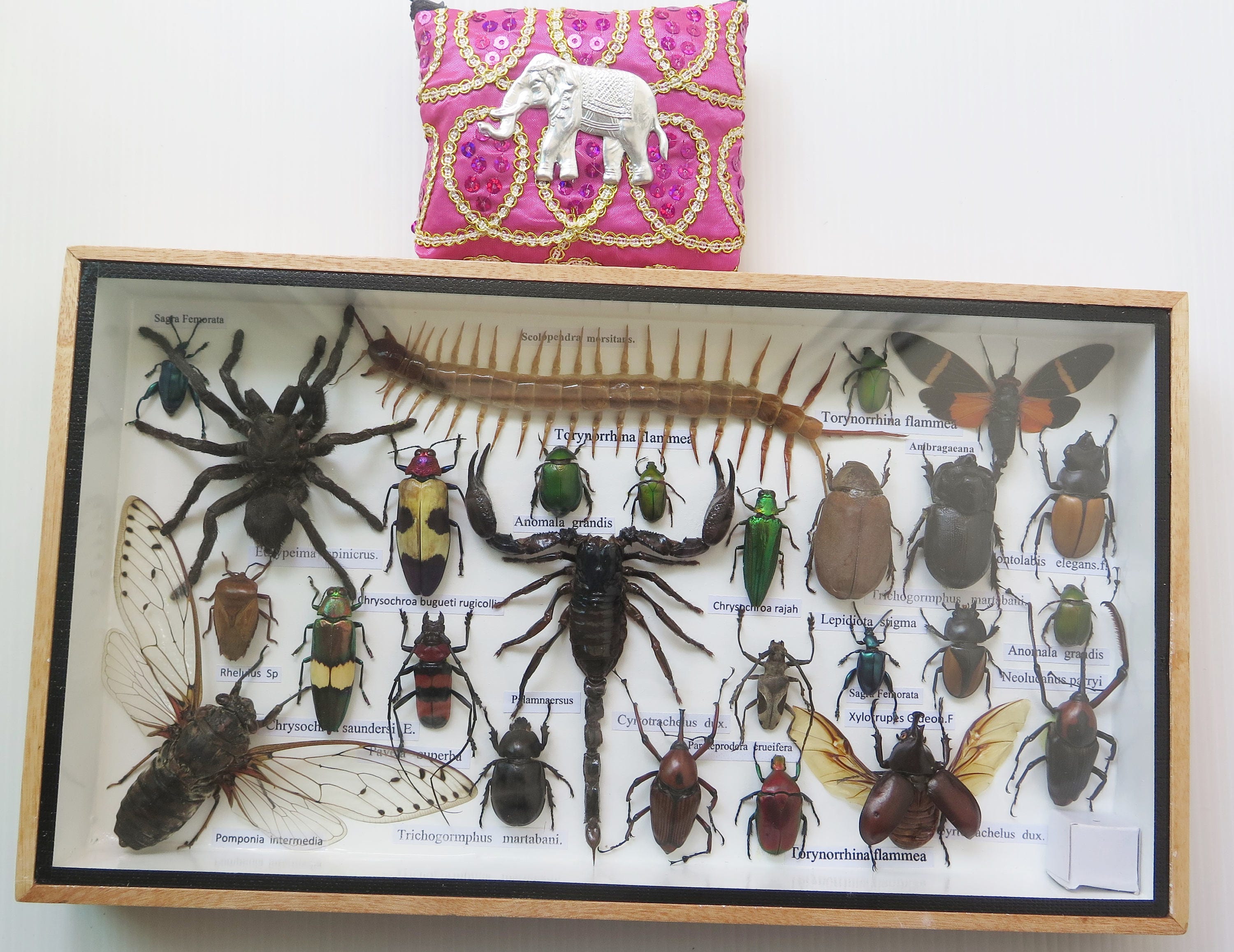 Real Rare Insect Insects Bug Bugs Framed Display Box