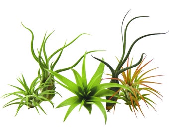 Bliss Gardens 5 Pack Assorted Air Plants Tillandsia's / Unique Plants