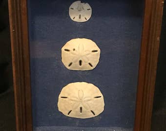 Shadow Box Framed Sand Dollars