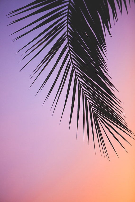 Pink palm tree photography Los Angeles Photography Palm