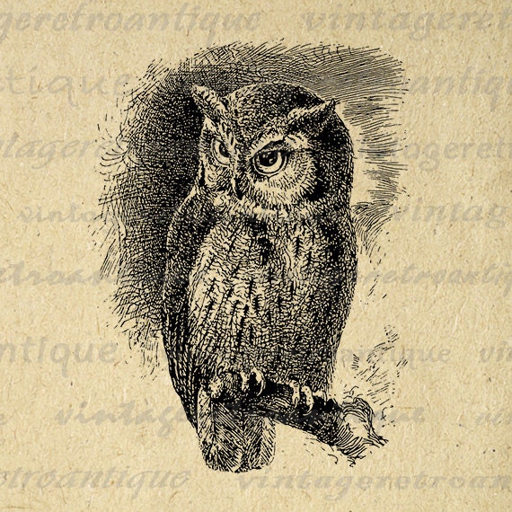 Printable Graphic Digital Owl Image Bird Clipart Vintage ...
