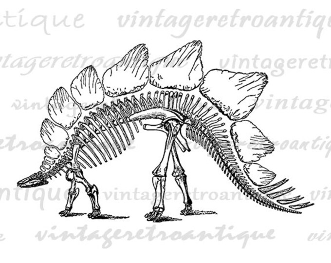 Stegosaurus Dinosaur Skeleton Digital Image Download Printable Graphic Vintage Clip Art Jpg Png Eps HQ No.2739