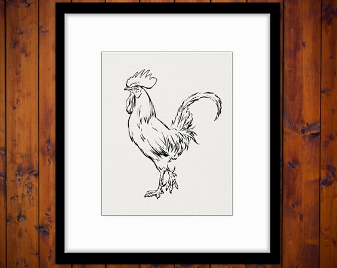 Rooster Printable Graphic Download Chicken Image Illustration Digital Jpg Png Eps HQ 300dpi No.3850