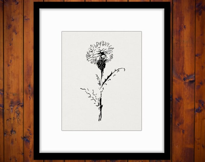 Printable Bee Sitting on Dandelion Digital Download Flower Graphic Insect Image Vintage Clip Art Jpg Png Eps HQ 300dpi No.860