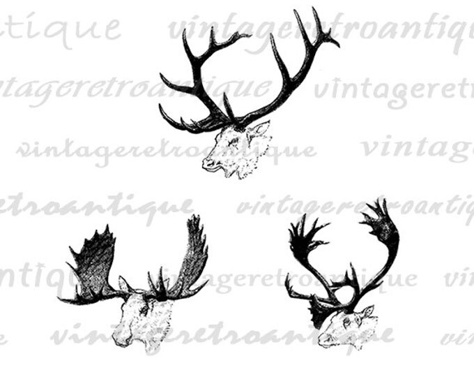 Digital Image Moose Elk Caribou Antlers Printable Animals Download Graphic Jpg Png Eps HQ 300dpi No.1013