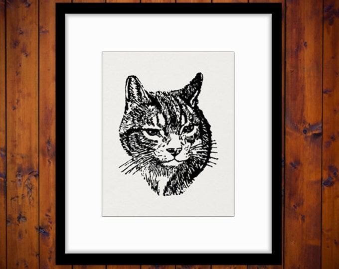 Cat Image Graphic Digital Antique Printable Illustration Download Vintage Clip Art Jpg Png Eps HQ 300dpi No.1340