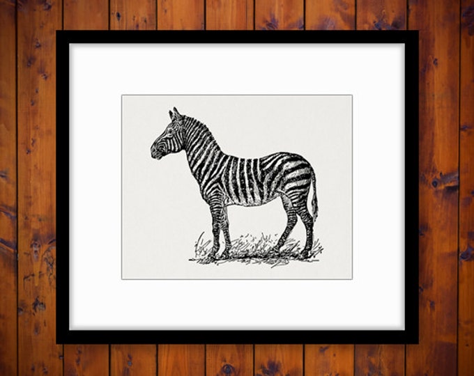 Digital Zebra Image Printable Illustration Download Graphic Vintage Clip Art Jpg Png Eps HQ 300dpi No.3448