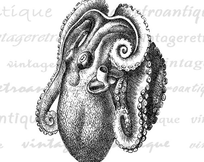 Printable Digital Octopus Graphic Illustrated Image Download Artwork Antique Clip Art Jpg Png Eps HQ 300dpi No.2694