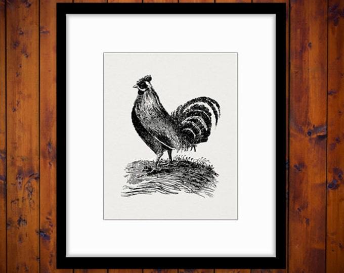 Printable Antique Rooster Image Download Illustration Graphic Chicken Digital Vintage Clip Art Jpg Png Eps HQ 300dpi No.874