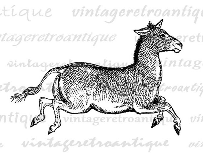 Donkey Image Digital Printable Mule Graphic Download Illustration Vintage Clip Art Jpg Png Eps HQ 300dpi No.4152