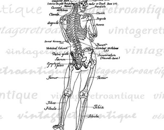 Printable Human Skeleton Diagram Graphic Download Image Medical Anatomy Digital Vintage Clip Art Jpg Png Eps HQ 300dpi No.3801